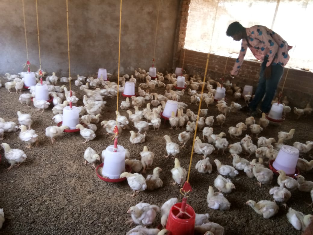 Small Poultry Farmer